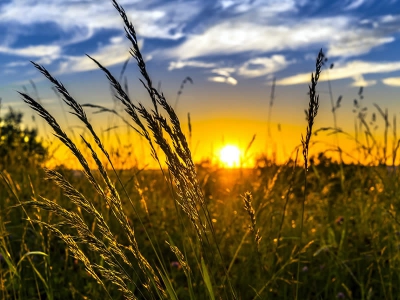 Disoccupazione agricoli 2017: trasmissione domande